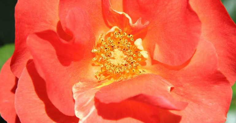 暑さの中で庭に咲いているなにげない花ですが近寄ってクローズアップの花を並べてみました　一面に咲く花はきれいで心洗われるひと時ですが　咲いている一輪の花をカメラのクローズアップレンズを通してみた時の美しさは一面に咲く花と違って神秘的にさえ思える一瞬です 花びらに包まれたおしべとめしべ　そこに集まる虫たちがつくる自然の美しさは素晴らしい