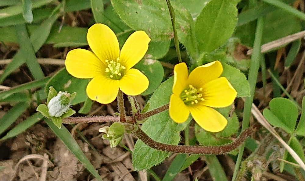 至る所に生えている雑草「カタバミ」が黄色の花をつけています　５枚の小さな黄色の花を咲かせ　花が終ると小さな角のような実をつけているのもあります　根っこがどんどんと広がり　ほったらかしておくと庭がカタバミだらけになってしまいます　葉が半分食べられてような様子から「片食み｜（かたばみ）」「片喰（かたばみ）」と呼ばれるようになったと言われていますがよく見てもその形を見つけることができません