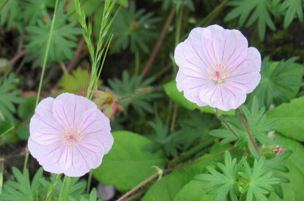 今日も隣の家の庭に咲いている花です　名前を聞いたところ亡くなったおじいちゃんが植えた花でわからないとのことでしたが　調べてみると「アケボノフウロ」ではないかと思われます　花は２～３センチで先日紹介した「ヒルザキツキミソウ」に似て淡いピンクで花びらには濃い脈がありアクセントになっています　花期は初夏から秋と息の長い花でとても可愛い花です