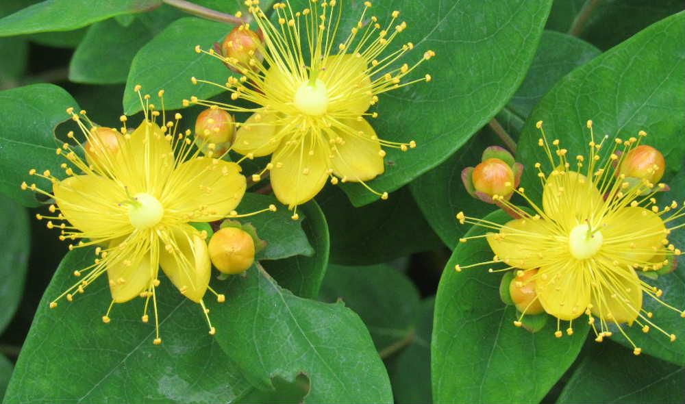 鮮やかな黄色の花びらが5枚と細い金糸ののような雄しべをびっしりと付けた可愛い花がさきました　花が終ると小さなさくらんぼに似た赤い実をつける可愛い花木です　緑の葉　黄色の花　赤い実の３色が楽しめる庭を賑やかに演出してくれる「ヒペリカム」でしょうか　あまり病気もせずあまり大きくもならず丈夫で育てやすい花木です