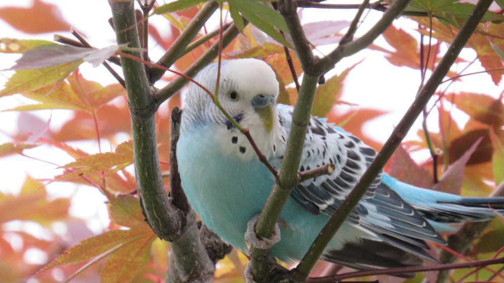 昨日庭のモミジの木に見慣れない小鳥が止まっていました　急いでカメラを手にして何枚か写真を撮りましたがそっと近づいても逃げもせず可愛い写真を撮ることができました　調べてみると飼育されていた「セキセイインコ」の迷い鳥ではないかと思われますがなんときれいな鳥でしょうか　庭ではフジ棚の中にハトが巣作りをしています　スズメがテラスの戸の隙間に巣を作りヒナが巣立っていきました　あまり大きくない花木が数本ありますので鳥が寄ってくるのでしょうか　それにしても何か良いことがあればいいのですが