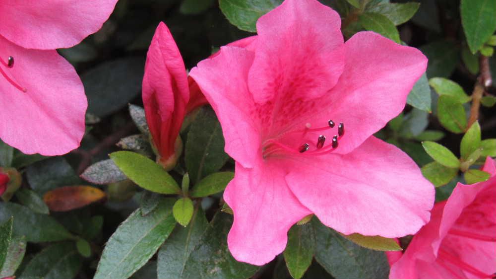 「サツキ」が咲きはじめました　梅雨の時期に庭を彩ってくれる花の一つです　花が終るとすぐに剪定したほうが良いと教えられ毎年花が終るとにわか庭師になって剪定ばさみで剪定しています　そのせいかわかりませんが毎年数多くの花をつけてくれます　花を咲かせている期間は短いのですが次々と花を咲かせてくれるので結構楽しめる花木の一つです