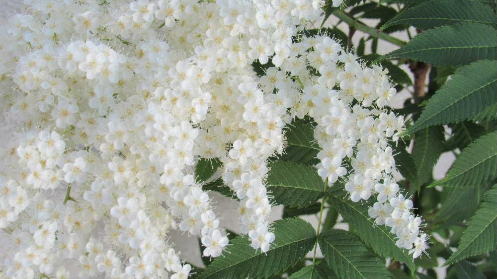 玄関先の真っ白な「ニワナナカマド」が咲きました　「ウワァー」と驚くような小さな花が密集していてとても爽やかです　知人からいただき鉢植えしていますが梅雨時の今頃咲いてくれるのですが今年は花の房を６つもつけてくれました　葉緑の鋸のような葉が目立ちます　街路樹にも植えられているところもあると聞きますが夏以降にも咲いてくれる花木だからでしょうか