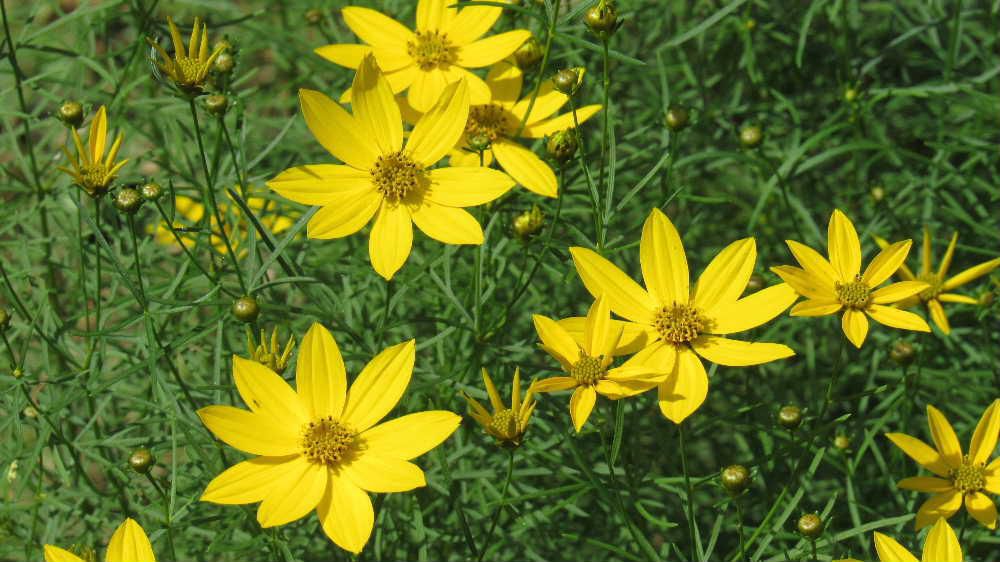 キバナコスモスのような黄色の花をつけた「イトバハルシャギク」が咲きはじめました　葉っぱは細くスギナのような形をしています　暑さにも強く乾燥していても良く育つ多年草です　花が終ると刈り取ってしまいますが翌年しっかりと芽を出し今頃花を咲かせてくれます　風に揺れる葉っぱは涼やかで雨に濡れる姿も愛らしい梅雨時に庭を彩る「イトバハルシャギク」です
