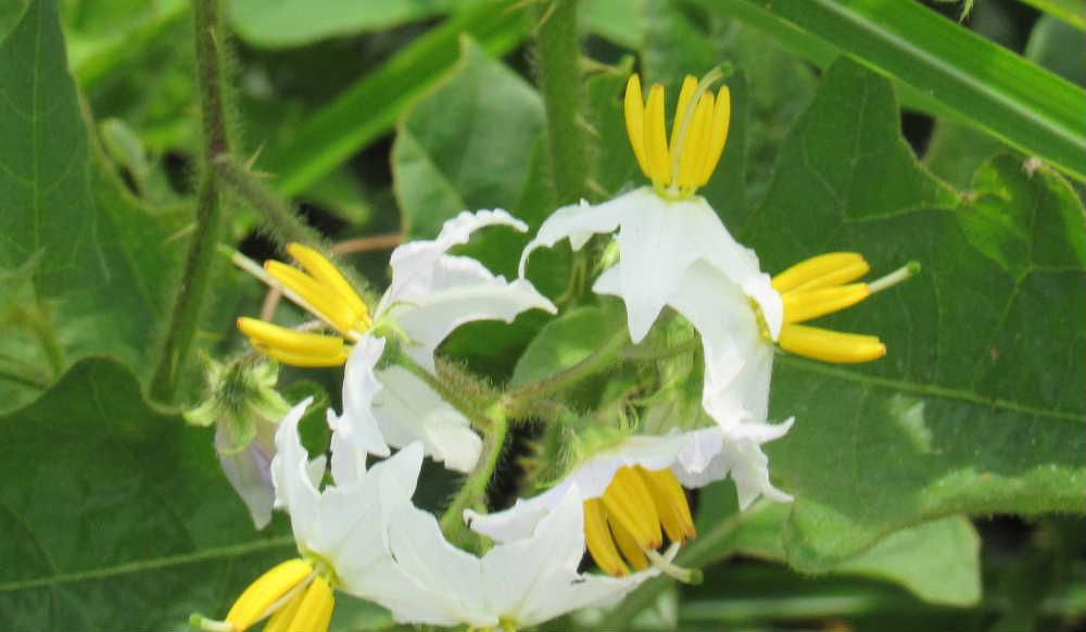 ナスの花に似た「ワルナスビ」が新田堤の土手にたくさん咲いていました　秋になる黄色の実は有毒で家畜が食べると中毒死したり畑に生えると作物の連作障害を起こすなど厄介な植物です　読んで字のごとく「ワルナスビ」の名前は牧野富太郎博士が呼んでいた名前で１９８０年代から有害雑草と認識されるようになったとのことです　田んぼの畔などえも良く見かける雑草ですが畑や庭に生えたりしたら厄介です