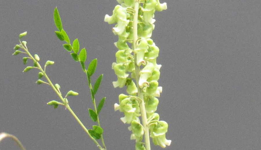 花の形も花の名前もあまり聞いたり見たりしたことのない「クララ」という名前の花が新田堤の土手に咲いていました　名前の由来は根をかむとクラクラするほど苦いことから呼ばれるようになったとか　日当たりのよい草原や山の道ばたや土手などに自生しているそうですがまさに新田堤の土手は自生にぴったりの環境でしょうか　全草有毒で根の部分が特に毒性が強いそうで怖い野草です