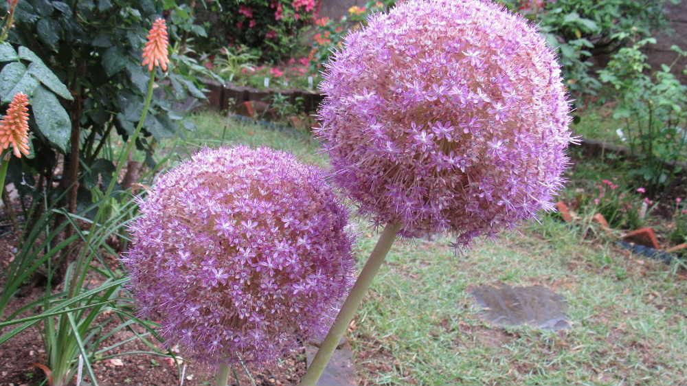 隣の家から花瓶にたててくださいと大きくて丸い薄紫色の葉をいただきました　よく見てみると小さな葉が集まって大きな花となって咲いています　しらべてみると「アリウムギガンジウム」でしょうか　アリウムには約700種の野生種があり、ニンニクやネギも同じ仲間だそうです　主に、花茎が長い大型種は切り花としてされています。葉のない長い花茎とその頂部に傘形または球状の花序がつく姿はほかの草花にはないユニークさがあり、また花もちもよいので、生け花やフラワーアレンジメントに利用され人気があるそうです
