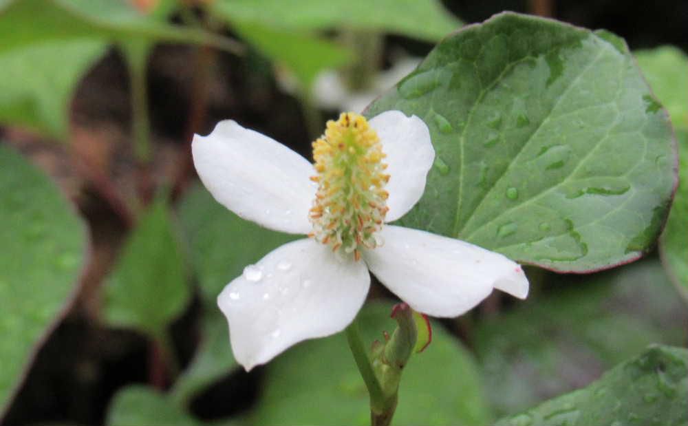 梅雨時に独特の臭気の「ドクダミ」が至る所に咲いています　裏の川べりに群生していますがなぜか好きになれない植物で庭に生えていると思わず抜いてしまいます　４枚の花びらのような特殊化した葉の上部に小さな花が集まっていますが１個の花のように見えます　名前は「ドクダミ」ですが無毒で民間薬として府くるから利用されてきたそうです　ドクダミ茶など飲用されることもありあまり嫌わなくともよいのかなあ