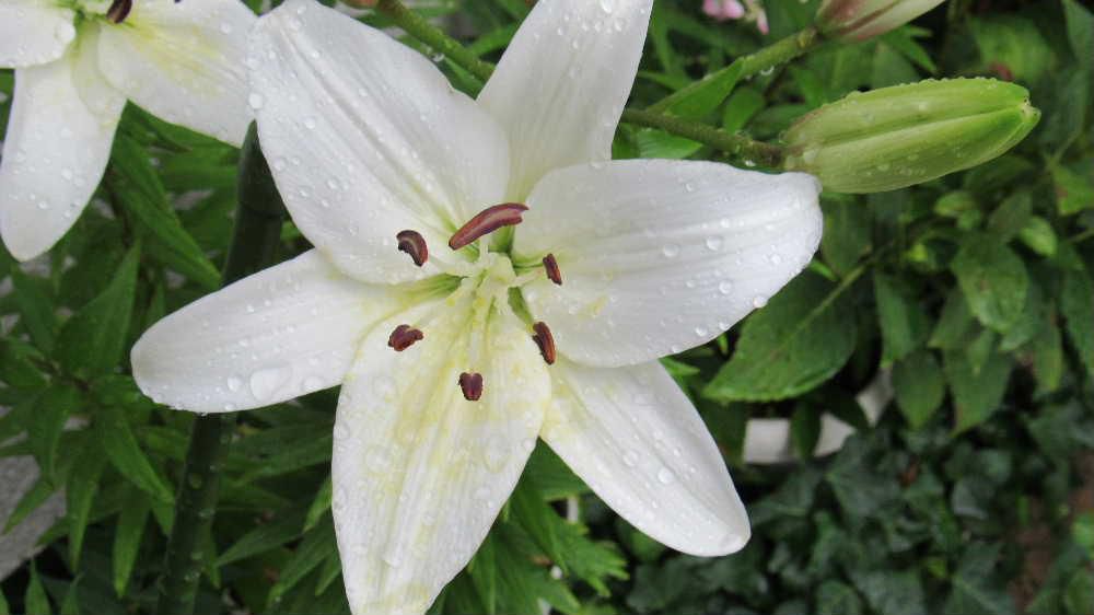 白い「ユリ」がようやくさきました　飯豊町のユリ園では見事な花をみることができるのですが我が家のユリは全部で４鉢で　咲いている先から花びらが散ってしまいじっくりと花を楽しむ時間もなくあっという間に終わってしまいます　でも雨の中の白いユリも清楚でステキです