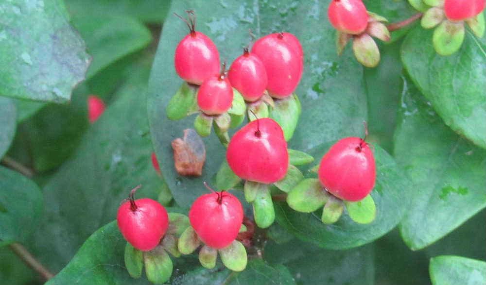 鮮やかな黄金色の花が終わり「ヒペリカム」の実がなっています　黄金色の花から小さなさくらんぼのような真っ赤な実がなりました　さくらんぼよりはかなり小さく実の先に雌しべのようなものが残っていますが一見するとさくらんぼに見えます　黄金色の花　爽やかな緑色の葉　鮮やかな赤い実と　初夏に一気に楽しめる「ヒペリカム」はこの後実が黒くなり終わりを告げます