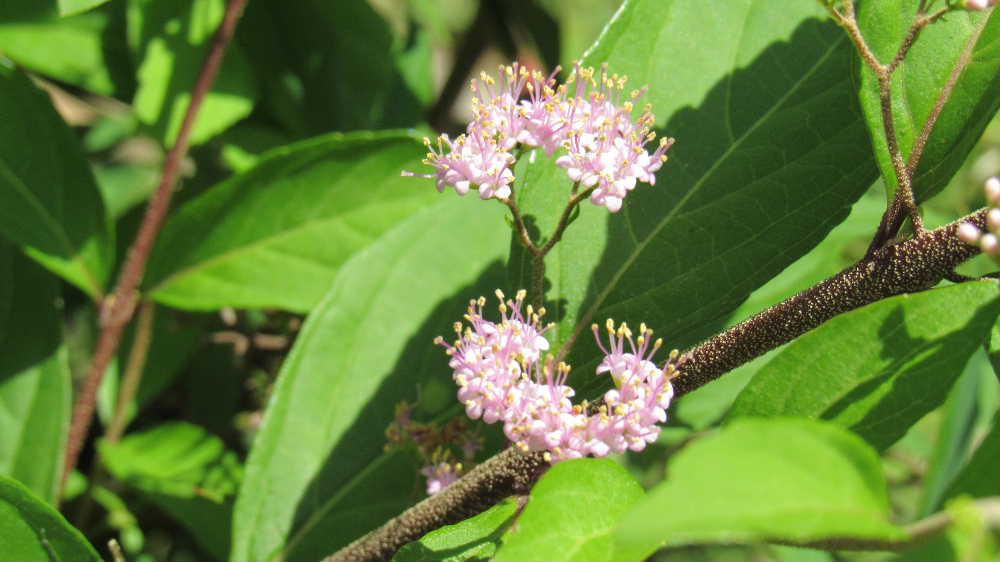 梅雨時になると毎年小さな薄紫色の「コムラサキシキブ」が花を咲かせてくれますがようやく咲き始めました。近所の空き地で見つけ一株取ってきて植えましたが勢いよく成長し我が家の庭を彩っています　その空き地に建物が建ち始め空き地ではなくなりました雑草が一面に生えていたブドウ畑がすっかり姿を変えてしましました　秋には鮮やかな紫色の小さな実をつけかつての空き地を思い出させてくれます
