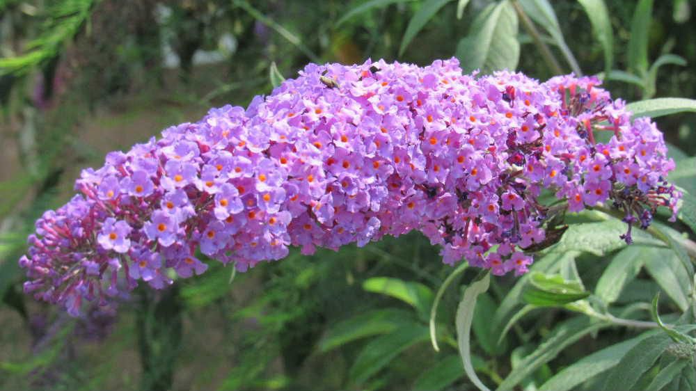 鮮やかな赤紫色の小さな花が集まって房状に咲いていました「フサフジウツギ」でしょうか　茎の先に１０～２０センチほどの長さの花がびっしりとついていました　今まで目にしたことがない花で思わず写真を撮らせていただきました　夏から秋にかけて咲く花でもうしばらくは楽しめるはなでしょうか　ニオイを嗅いできませんでしたが芳香があるのだそうです　もう少し近づて匂いを嗅いでみればよかったかなあ