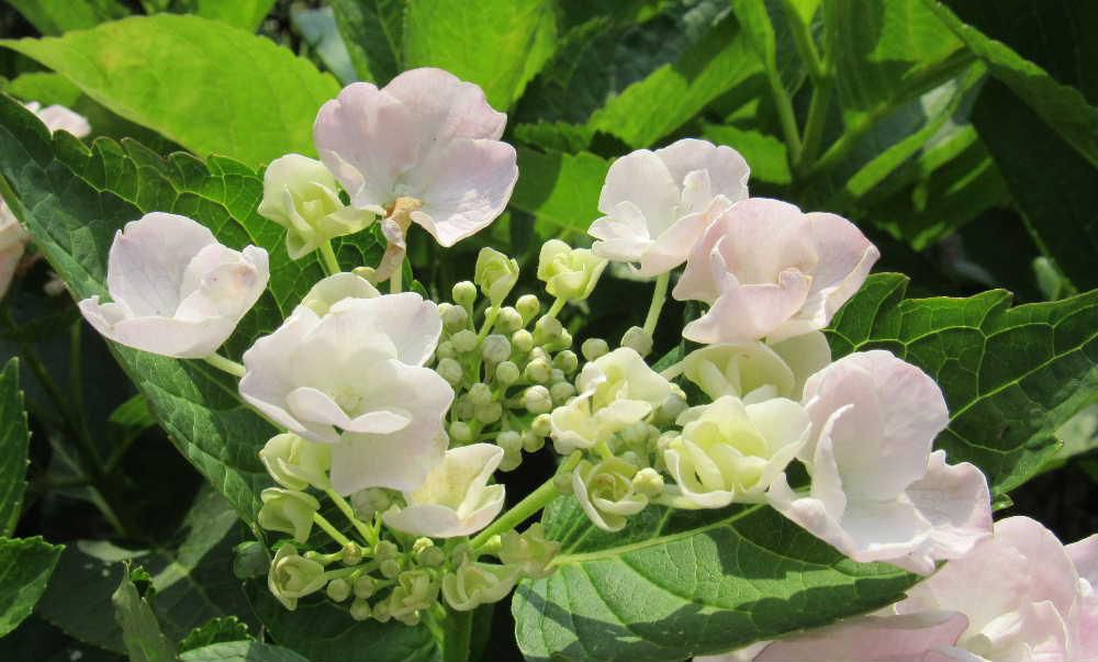 還暦を迎えた年に当時の職場の同僚からアジサイの鉢植えをいただきました　鮮やかな紫色のガクアジサイで鉢から地植えしましたが今でも花を咲かせています　例年ですと梅雨真っ盛りでアジサイの季節ですが空梅雨でしょうかほとんど雨も降らず真夏のような暑さの中 草花があえぎあえぎ花を咲かせています　今日も暑い一日になりそうです
