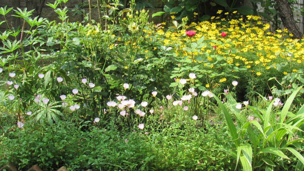 あまり雨も降らず庭の花も喘ぎ喘ぎ花を咲かせているようです　黄色、ピンク　赤と花のグラディ―ションが庭を彩っています　あまりの暑さに草花の成長がイマイチで花の月もあまりよくありません　ちょっこと雨が降りましたがもう少し一雨も二雨もほしいこの頃です