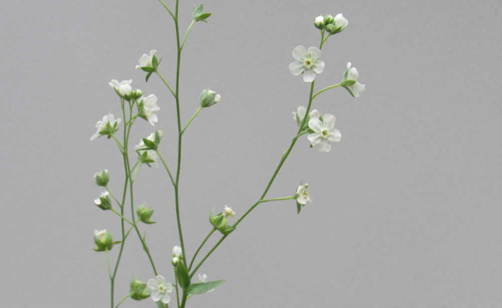 秋蒔きの「オンファロディス」を春になってからまいたせいか背丈も小さくようやく咲いた花も小さくとても可愛い花です「オンファロディス」という名前はへそに似たという意味で　種がへそのような形をしているので付いた名前だそうです