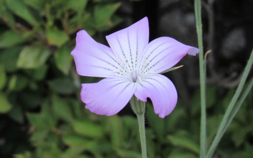 秋蒔きの「ムギナデシコ」を春に蒔いたところ　ようやく葉が咲いてくれました　茎の背丈が高くその先端にコスモスのような花をつけてくれます　麦のような葉とコスモスのようなことから「ムギナデシコ」とついたのだろうか　写真のように薄紫色の花で中心部が白く花の中心から外側に向かって筆で描いたように細い線が付いています　茎が７０～８０センチほどあり弱そうにみえますがいがいと丈夫で育てやすい草花です