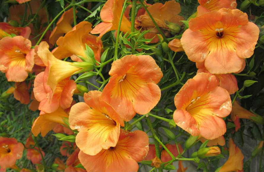 近所の「ノーゼンカズラ」が満開です　夏を彩る花の一つでオレンジの花を見ると暑い夏を連想させてくれる花です　つる性の花木で植えてみたいと思っている花木の一つです 中国から日本にわたってきて１０００年以上も親しまれている花木だそうです　ただ花と蕾の汁は有毒で、花の中に溜まった水が目や口に入らないように注意しなければならないそうです 怖いですねえ