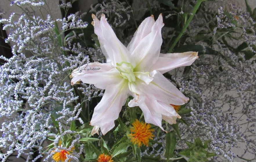 先日いただいた花束に「カサブランカ」の花が混じっていました　ユリに似た花ですが豪華で見る人を引き付ける花です　今朝知人から「カサブランカ」が花が咲きましたとSNSでいただきました　ちょうど今が「カサブランカ」の旬の季節でしょうか 「カサブランカ」はモロッコ王国の都市でスペイン語で「白い家」という意味があるそうです　そんな風景を彷彿とさせせる花ですねえ