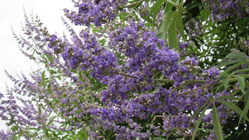 散歩の途中で爽やかな薄紫色の「セイヨウニンジンボク」の花を見つけました　暑くて花が少なくなるこの時期はあまり花を見ることができなくなっただけに散歩で見つけた「セイヨウニンジンボク」の爽やかな花は花に芳香もあり一服の清涼剤のような感じです　「セイヨウニンジンボク」という名前は葉がチョウセンニンジンに似ているところからきたとか