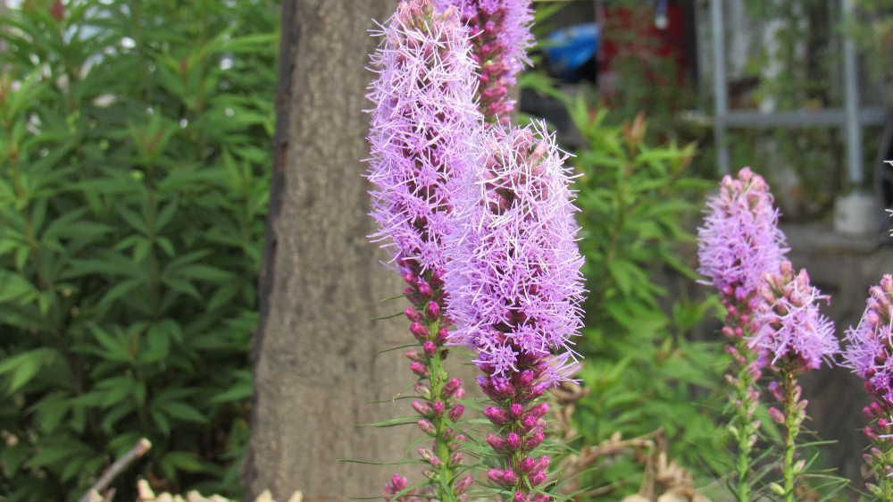 「リアトリス」別名「ユリアザミ」とも呼ばれている薄紫色のまっすぐに伸びた花穂が咲いています　まっすぐに伸びた花穂は上から咲き始めだんだんと下い開花していきます　球根ですから植えっぱなしでも毎年開花する花で庭で鑑賞するのもよし生け花などにも使われる花の一つです