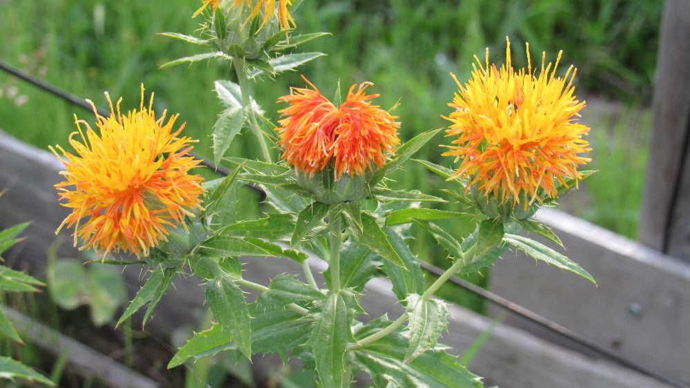 梅雨の季節になるとそちこちで「ベニバナ祭り」が開かれます　近所の花壇に鮮やかなオレンジ色の「ベニバナ」が咲いていました　山形県の花としてかつてはベニバナ染めや紅の原料として栽培されていましたが今は観賞用に栽培されえいることが多いようです　枯れてくると赤味を帯び紅の色に近づいてきます