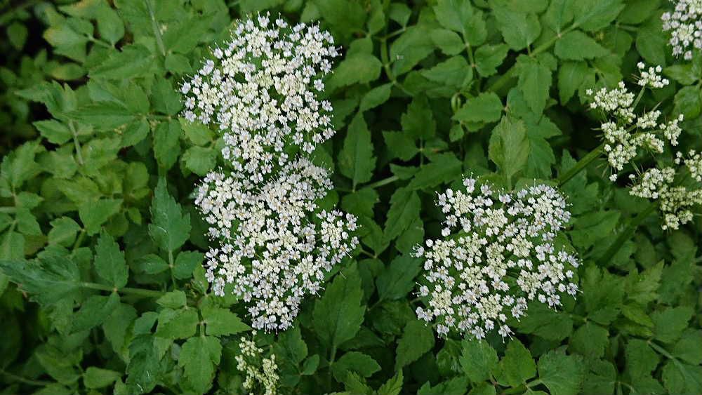 田んぼのあぜに白い「セリ」の花が咲いていました「セリ」の独特の強い香りと歯ざわりなどの風味は格別ですが今は栽培されているものが多く野生のセリを採って食べることもなくなくなりました「セリ」は春の七草の一つで子どもの頃は早春になるとよくセリ積みに行ったことを思い出します　春の野菜ですが初夏の花も可愛いものです