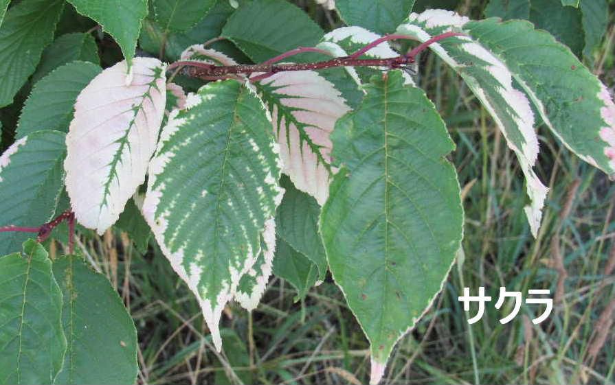 「ハンゲショウ？」散歩の途中　桜並木の一本の桜の根元付近に緑の葉が部分的に白くなっている葉を見つけました「ハンゲショウ」のように思われて写真をとりました　「ハンゲショウ」は緑の葉に白いペンキを半分塗ったような植物です「半化粧」あるいは「半夏生」と書き虫媒花ということで虫を誘う必要があるので白く目立つように進化したのではないかともいわれています　写真は桜の葉です