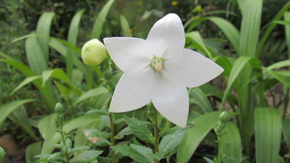 風船のような淡い緑の蕾が開き真っ白な「キキョウが開花しました　「キキョウ」の蕾は咲く寸前までふんわり膨らんで紙風船の様な形をしています　花が咲く瞬間に音でもたてて咲きそうな可愛らしい雰囲気が魅力的です　可愛い可憐な花ですが暑さでしおれてしまうこともあり暑さが恨めしくなります
