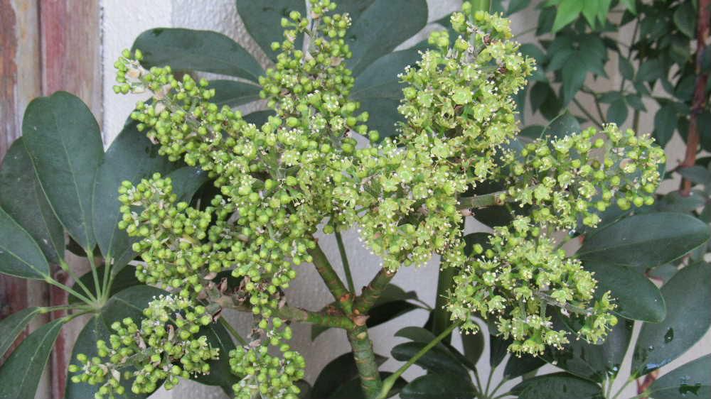 近所の鉢植えが何年かぶりで花が咲きましたと教えていただきました「カポック」の名前の観葉植物だそうです　葉を大きく広げる様子がとても素敵で温度や湿度や日当たりなどもあまり気にせず生長するため育てやすいそうです よく見る観葉植物です
