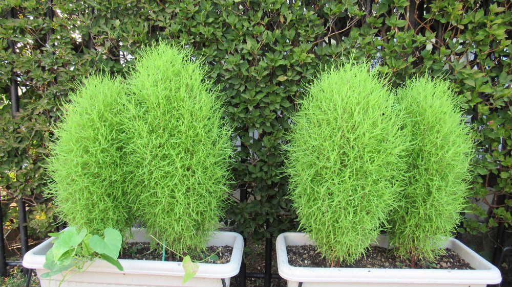 朝日をあびて川べりの「コキア」が黄緑に輝いています　プランターの「コキア」は鮮やかな緑がふんわりと暑さにも負けず伸びています　秋には真っ赤に紅葉しますがそのためにしっかりと太陽の光をあびています
