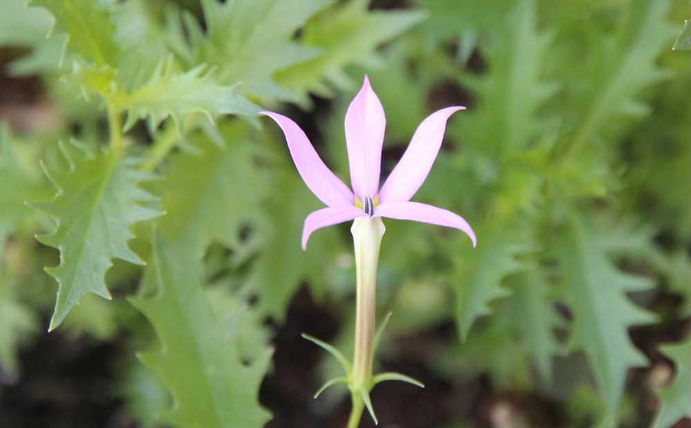 淡い色の小さな星形の花を株いっぱいに咲かせ  ギザギザの葉で夏を涼し気に演出してくれるプランターに蒔いた「イソトマ」が可愛い花をさかせてくれました花言葉は猛毒で葉や茎から出る白い液体には毒があることからこのような花言葉になったとか　蒸し暑さにも強く改良され秋まで咲いています　白や薄紫色のあり暑い夏にも楽しめる花です