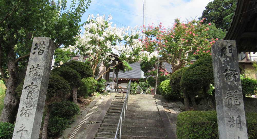 ８月１日は南陽市名誉市民結城豊太郎先生の命日です　結城豊太郎記念館友の会では毎年東正寺の墓前で「墓前祭」を行っています　昨日よりは涼しさを感じる今朝東正寺で墓前祭に参列してきました　毎年この季節に本堂前の石段の両側に白とピンクのサルスベリが咲いています　暑い夏の季節を迎えるとサルスベリを思い出します