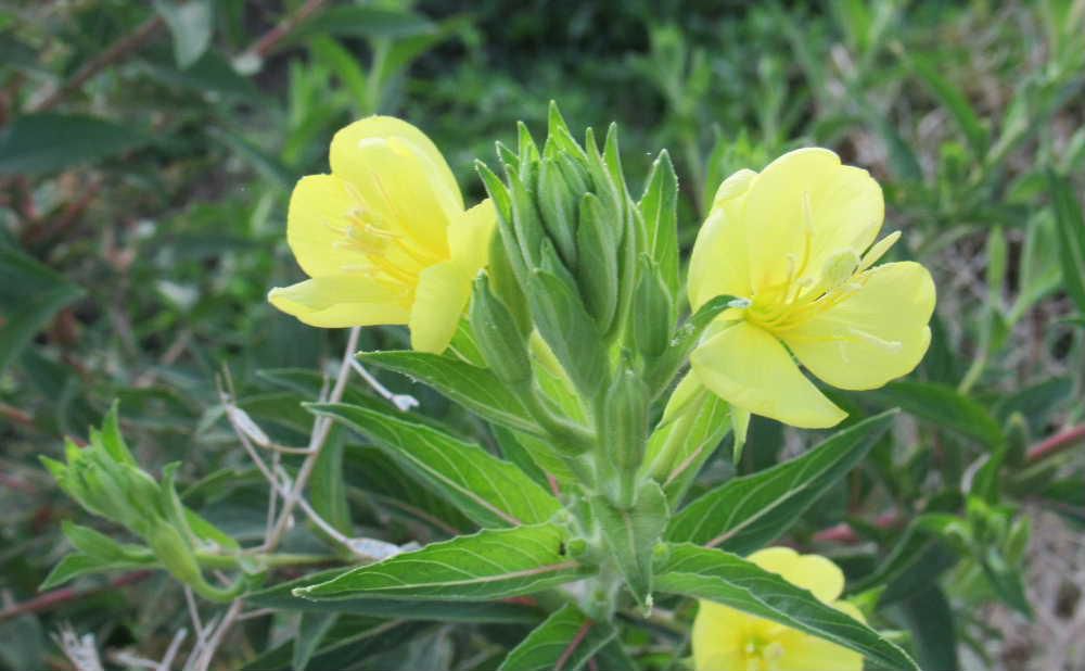 早朝の涼しい朝の散歩で爽やかなレモン色の花をつけた「メマツヨイグサ」にそちこちで出会いました　背丈は1メートルを超えるものもありましたが夕方に開花し朝方にはしぼむんだそうです　花びらが４枚あるががく片も４枚ありかなレモン色の花に癒され気持ちの良い朝のひと時を持つことができました