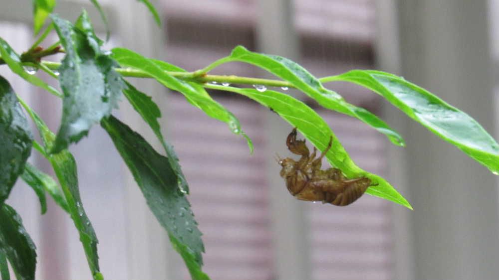 雨が降っている庭のレンギョウの枝先に「セミの抜け殻」がいくつも付いていました　ようやくセミが地下から這い出してきたのでしょうか　それにしても今年はセミの声をほとんど聞くことがありませんでした　あまりの暑さに地下から這い出してこれないのかなあと思っていましたが今朝いくつもセミの抜けがらをみつけ　いつもになく暑い日が続きますがやっぱりいつもの夏なんだろうとセミの抜け殻を見ながら思わせられました