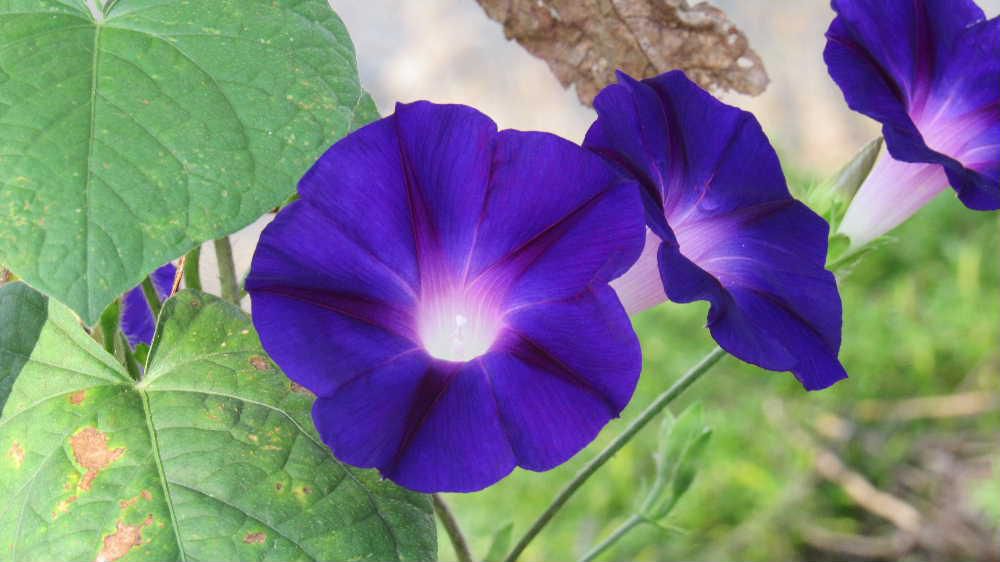 散歩で見つけたアサガオが鮮やかに咲いています　でも我が家の「西洋アサガオ」は茎がヒョロヒョロと伸び、葉っぱが枯れて全く花を咲かせてくれません　例年だと薄暗くなるほど葉が生い茂るグリーンカーテンとして楽しませてくれているのですが　毎日欠かさず水をやっているのですが土がダメだったのでしょうか　それともこれから涼しくなってくると花を咲かせてくれるのでしょうか