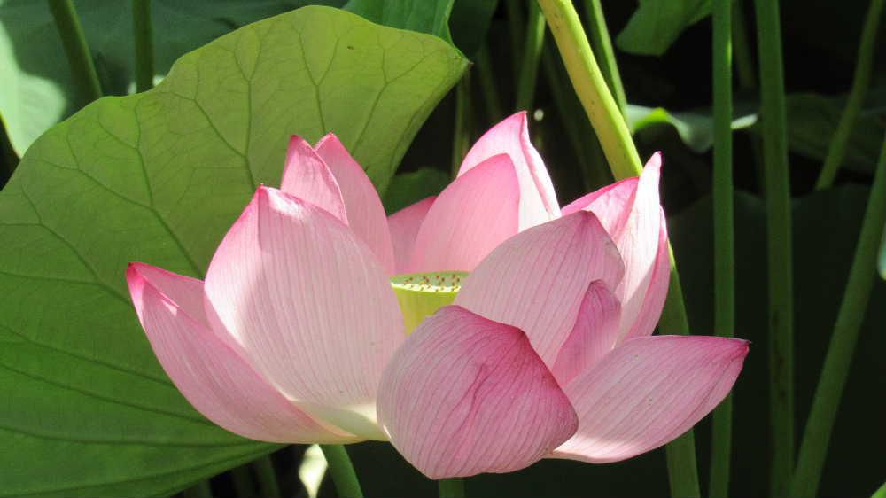 CAテレビのニュースで上杉公園の「ハス」の花がきれいに咲いていますと紹介されましたので足をのばして見てきました　暑さに少ししおれたりしぼんだりしていましたが一面の緑の葉の中にピンクの「ハス」の蕾や花を愛でてきました　あまりきれいではない水でも咲く花で花言葉は「清らかな心」とされそんな雰囲気の花です　仏教とともに伝来したと言われ古くから使われた名で仏壇を彩る花で仏教と深いかかわりのある花のようです　今日は８月１６日はみ霊を送る日です　お盆が終ると例年だとぐっと涼しくなるのですが今年はまだまだ暑さが続きそうです