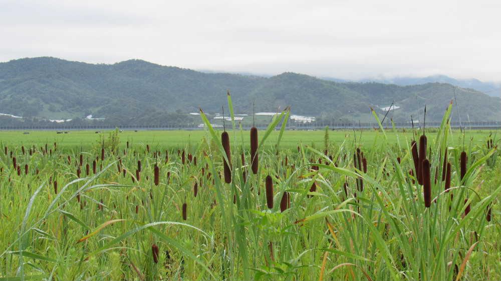 田んぼの稲穂が少し黄色味を帯び実りの秋を迎えようとしています　田んぼのそばの湿地にガマの茶色の穂がいくつも伸びていました　間もなく「ガマ」の穂綿が白くはじけるように飛び出してきます