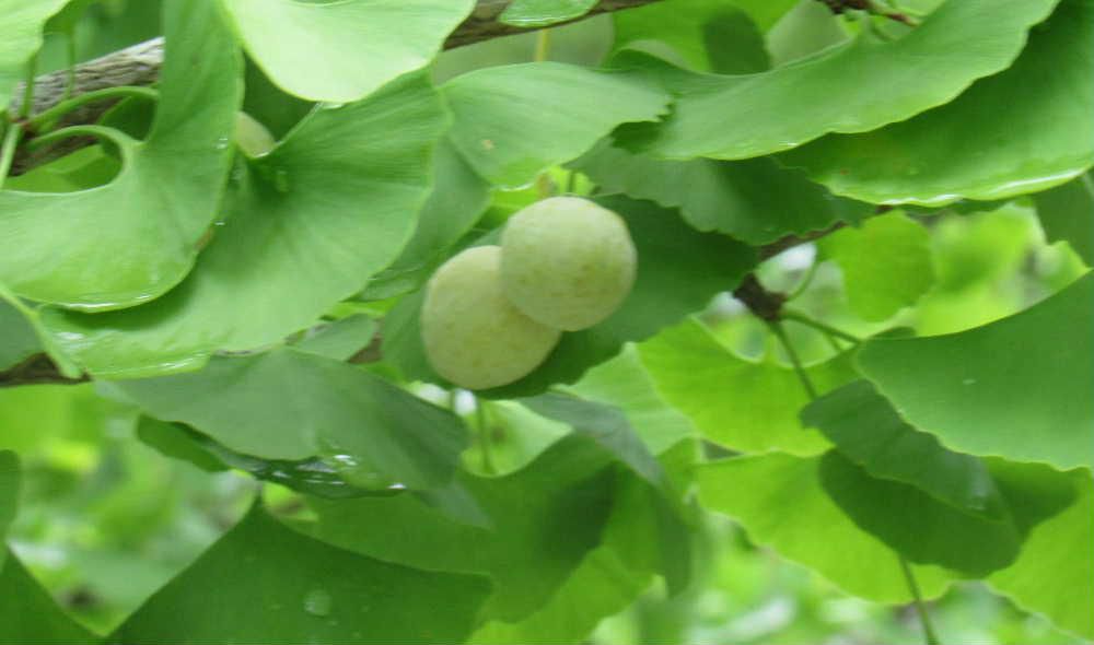 暑さに負けずイチョウの実「ギンナン」が成っていました　イチョウは活きた化石といわれるほど古くから存在する木です　雄株と雌株があり、雌株にだけ実がなり　その実である「ギンナン」は和食の大切な食材の一つです　まだまだ青いのですが熟れて実が落ちると強いにおいがするために扱いにくい食材です　