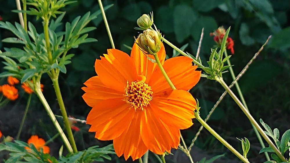 秋の代表的な花コスモスが咲きはじめました　ピンクではなくオレンジ色の「キバナコスモス」が咲いています　一面に咲くコスモスは秋を象徴するような風景で　秋になるとコスモスを探し写真を撮りに出かけます　今年はどこにでかけようか