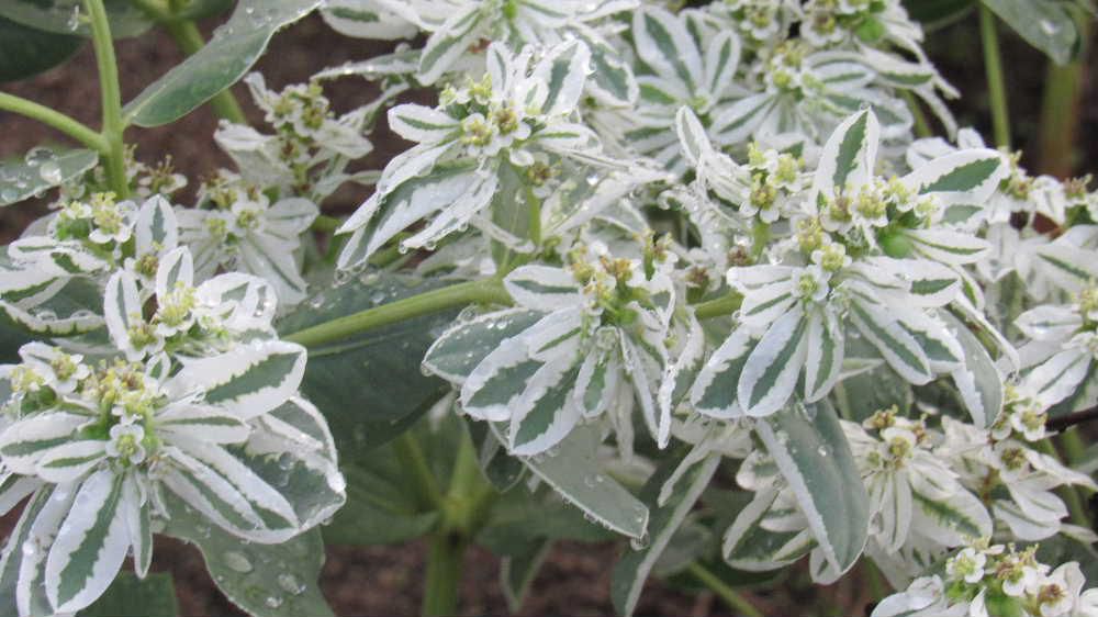 雨にうたれた「ハツユキソウ」をみつけました　「ハツユキソウ」と聞くと冬の植物かと思うかもしれませんが　真夏の今 葉のふちが白くなって　雪が降ったかのように見える草花です　花よりも葉の美しさを楽しむ草花です　真夏の暑さや直射日光にも負けない強い植物で毎日暑い日が続く中でも爽やかな白い色で庭を彩っています