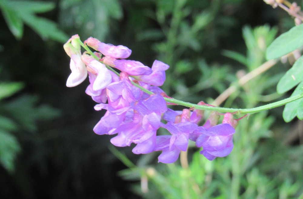 吉野川の土手に薄紫色の「クサフジ」を見つけました あまり大きな花ではなく１０センチほどですが、よく見ると葉と花の形がフジの花に似ていますのできっとここから名前がついたのでしょうか　でも花はフジと違って上に伸びています　茎は柔らかくつる性でつるを伸ばしています　９月ごろまで咲いていますのでとても息の長い植物です
