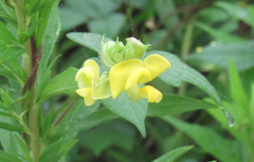 道路のそばの荒れ地に雑草に絡むように薄い黄色の花がたくさん咲いていました　ネットで調べてみると「ヤブツルアズキ」とヒットしました　藪に生えるつる性のアズキで実はアズキより小さく黒っぽい色の実をつけるそうです　普通のアズキと同様に食用になるとのことですが　この花は本当に「ヤブツルアズキ」で実がなるのでしょうか