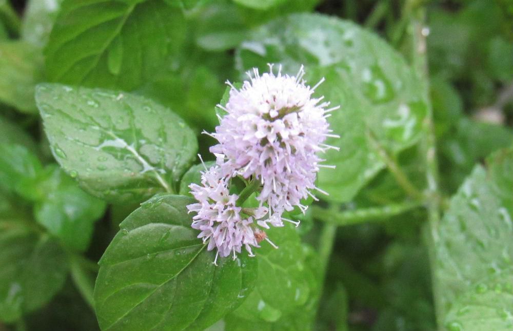 鉢植えの「オーデコロンミント」が花を咲かせています　生育が旺盛でほとんど手入れをすることもなく水をやるだけでほったらかし状態でもどんどん伸びてくれ葉をつまんでにおいを嗅いでみるとオーデコロンを思わせる強い香りがします　多年草ですのでそのまま庭木の下に置いておくだけで翌年また芽をだしてくれます　毎年あまり手入れをせず香りを楽しんでいます 朝から雨が降っていますが草花にとっては恵みの雨でしょうか