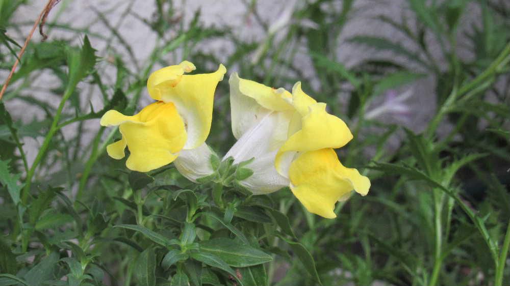 昨日は一時ですが強い雨が降りましたが一時で止みました　季節はずれのように「キンギョソウ」淡い黄色の花をつけています　春から初夏にかけて咲く花ですが暑い夏が過ぎた今頃咲いています　昨年採種した種ですが「キンギョソウ」はF1品種が多く種を蒔いても同じ花を咲かないこともあるのだそうです　金魚に似ているので「キンギョソウ」と付いたといわれていますのでそのような姿をねらいましたうまく撮れませんでした