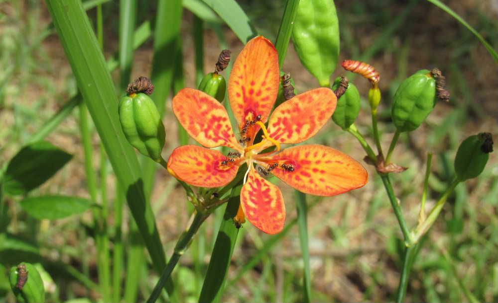 山形市の野草園のボタニカルアート展を見てきましたが園内で「ヒオウギ」の花をみつけました　初めて見る花でとてもきれいな花です　オレンジ色の花で赤い斑点があり　アリが花の中心に集まっていましたが何かを食べているのでしょうか　山の草地や海岸に自生するそうですが関西地方では栽培され生け花にも利用されているとか　夏の花がほとんど終わり秋の花が咲き始めていましたが咲いている花が多くなく秋の花が待たれます