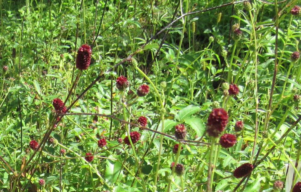 山形市の野草園の花です　紫色の「ワレモコウ」が入口を入ってすぐのところに咲いていました　あまり目立たず風に揺れていました　「ワレモコウ」の見つけて　すぎもとまさとの「吾亦紅（われもこう）」という歌を思い出しました　どことなく寂しさを感じさせる歌ですが心に沁みる歌で好きな歌です  「ワレモコウ」とい名前は源氏物語にも見える古い名称だそうで　吾木香　我妹紅　我毛紅など様々書かれていますが「～もまた」を意味する「吾」を「も」と読み「吾亦紅」が今では一般的だそうです