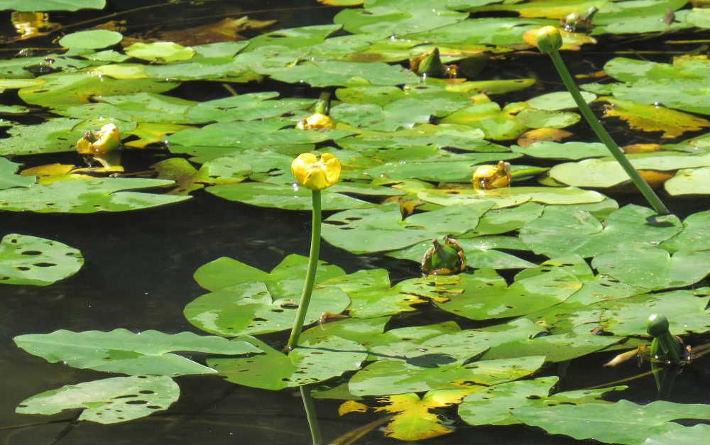山形市の野草園の池の水面から伸びた茎の先に黄色の花が咲いていました　いままで見たことがない花でネットで調べてみると「コオホネ」とヒットしました　河骨と書き「コオホネ」と呼ばれる水草の一種だそうです　ふつうは水面よりも上に葉を立ち上げ夏に長い花柄の先に花を咲かせるのだそうです　『コオホネ（河骨）」の名前の由来は水の底を這う地下茎が骨のように白く見えることから付いたとか（異説もあり）