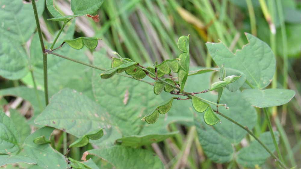 野原を遊び回るとズボンについてくる小さな草の実が「ヌスビトハギ」であることを烏帽子山公園の観察会で知りました 日本全国の産地や道端などに生えている植物で淡紅色の小さな花を咲かせるのだそうです 牧野富太郎によると、古来の泥棒は足音を立てないように、足裏の外側だけを地面に着けて歩いたとのことで、その時の足跡に似ていることからついたという話もあるそうです また「ヌスビト」というのは気づかないうちにその実が人にとりつくことかからきたという説もあるそうです 面白い植物ですね