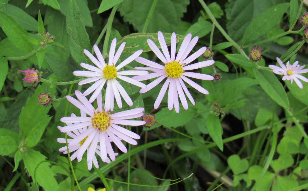 黄色の太陽が輝いているように花びらが広がっている「ノコンギク」が烏帽子山公園に咲いていました 日本各地の草原で広くみられる多年草でいわゆる「野菊」を代表する植物の一つだそうです 昔小学校で習った野菊の歌を思い出しました ♪ 遠い山から吹いてくる 小寒い風にゆれながら けだかく清くにおう花 きれいな野菊うすむらさきよ ♪ どんな匂いがするのでしょうか