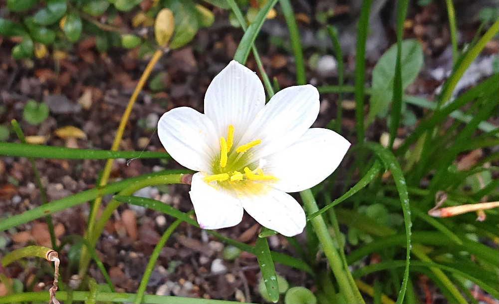 細長い葉が地面から直接出ていて　一本の茎に一つだけ花を付けている「タマスダレ」がとある家の軒先に咲いていました　小さな花を玉に見立て　細い葉が集まっている様子が簾（スダレ）に例え「タマスダレ」と呼ばれているそうです　種はほとんど作らず球根の分球でふえていく草花だそうです　秋にひそやかに咲く可憐な花の一つでしょうか